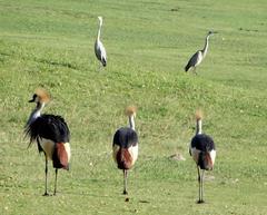 Balearica regulorum regulorum