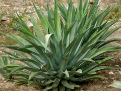 Agave desmettiana