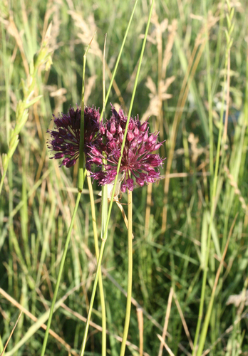 Broadleaf wild leek (Allium atroviolaceum)