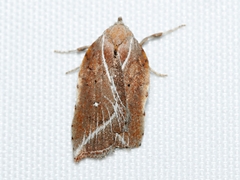 Arachnographa micrastrella