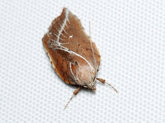 Arachnographa micrastrella