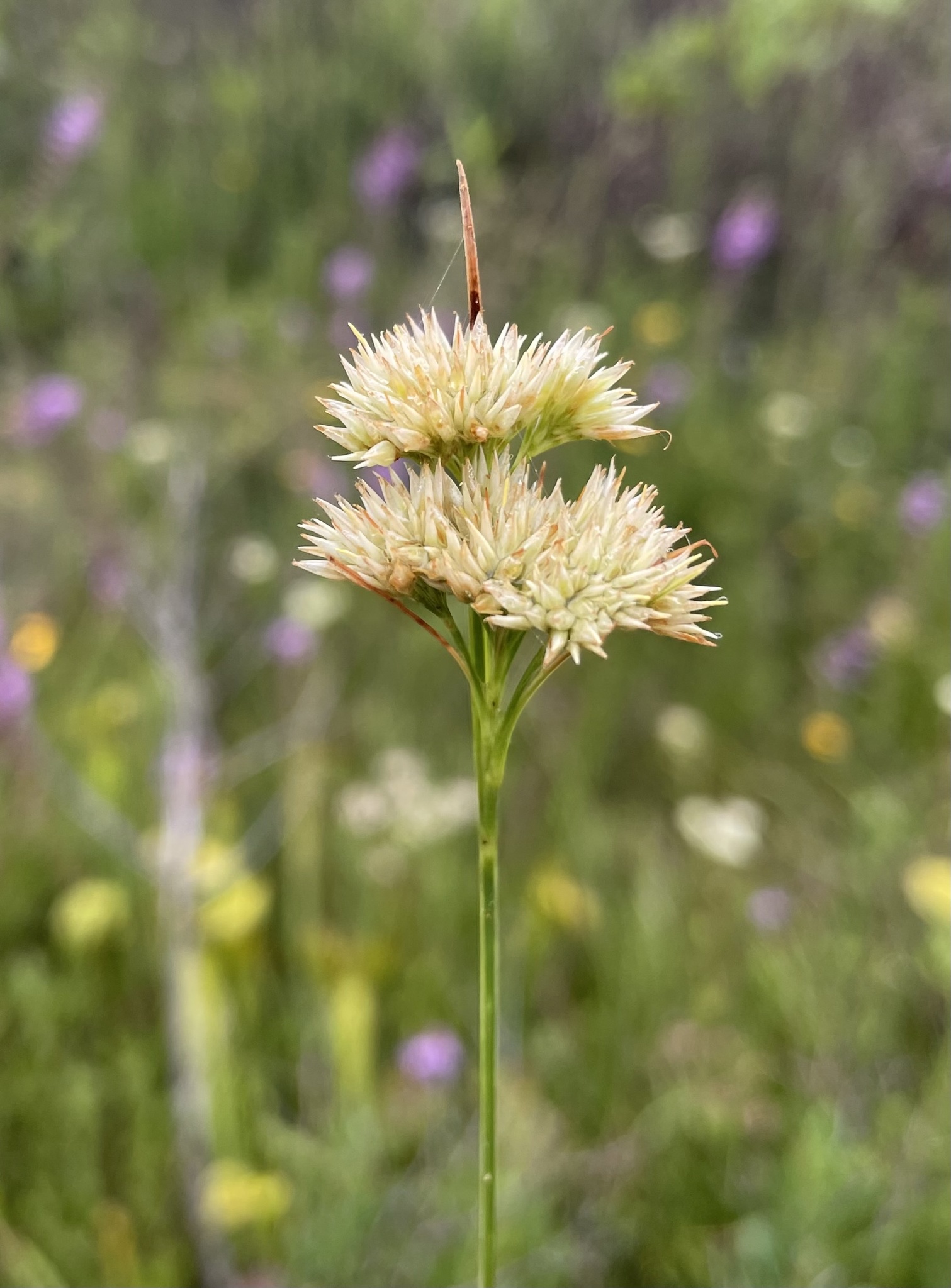Rhynchospora macra