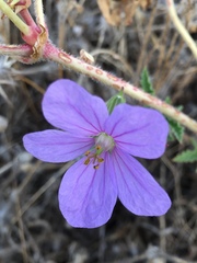 Erodium gruinum