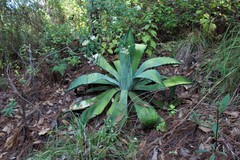 Agave maximiliana