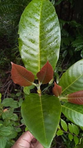 Hyperacanthus poivrei image