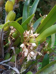 Maxillaria densa
