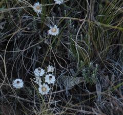 Helichrysum stoloniferum