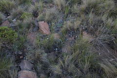 Helichrysum stoloniferum