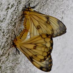 Pseudaphelia apollinaris