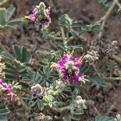 Image of Dalea lanata by (c) Dominic Gentilcore, some rights reserved (CC BY)