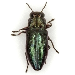 Chrysobothris analis