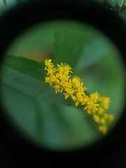 Solidago canadensis canadensis