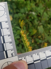 Solidago canadensis canadensis