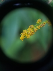 Solidago canadensis canadensis