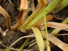 Fimbristylis complanata