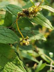 Cuscuta cephalanthi