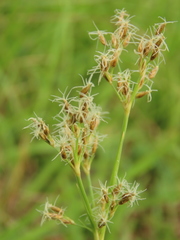 Fimbristylis complanata