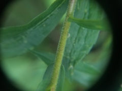 Solidago canadensis canadensis