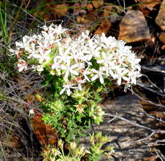 Agathosma mucronulata