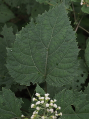 Ageratina roanensis