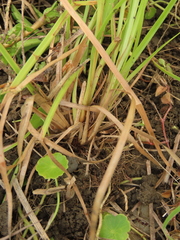 Fimbristylis complanata