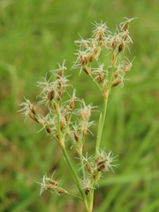 Fimbristylis complanata