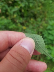 Solidago canadensis canadensis