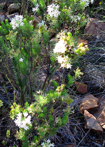Agathosma mucronulata, photograph 1