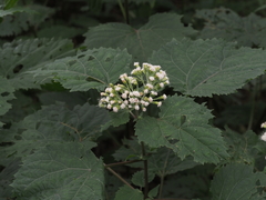 Ageratina roanensis