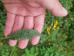 Solidago canadensis canadensis
