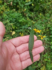 Solidago canadensis canadensis