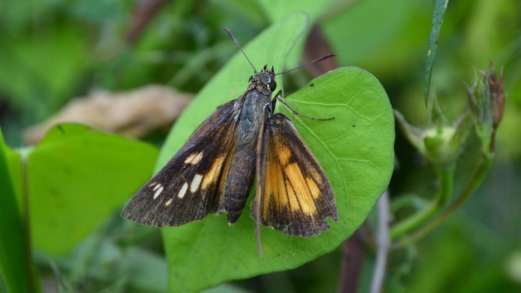 Broad-winged Skipper