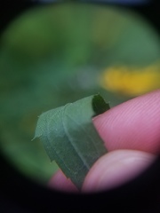 Solidago canadensis canadensis