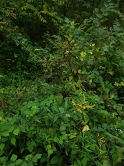 Solidago canadensis canadensis