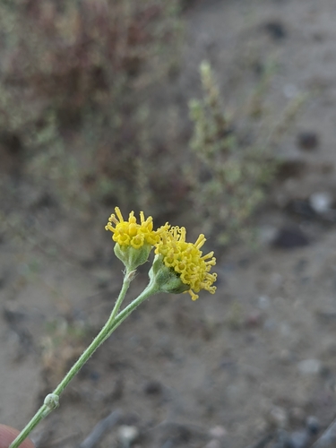 Image of Hymenopappus flavescens by (c) Dominic Gentilcore, some rights reserved (CC BY)