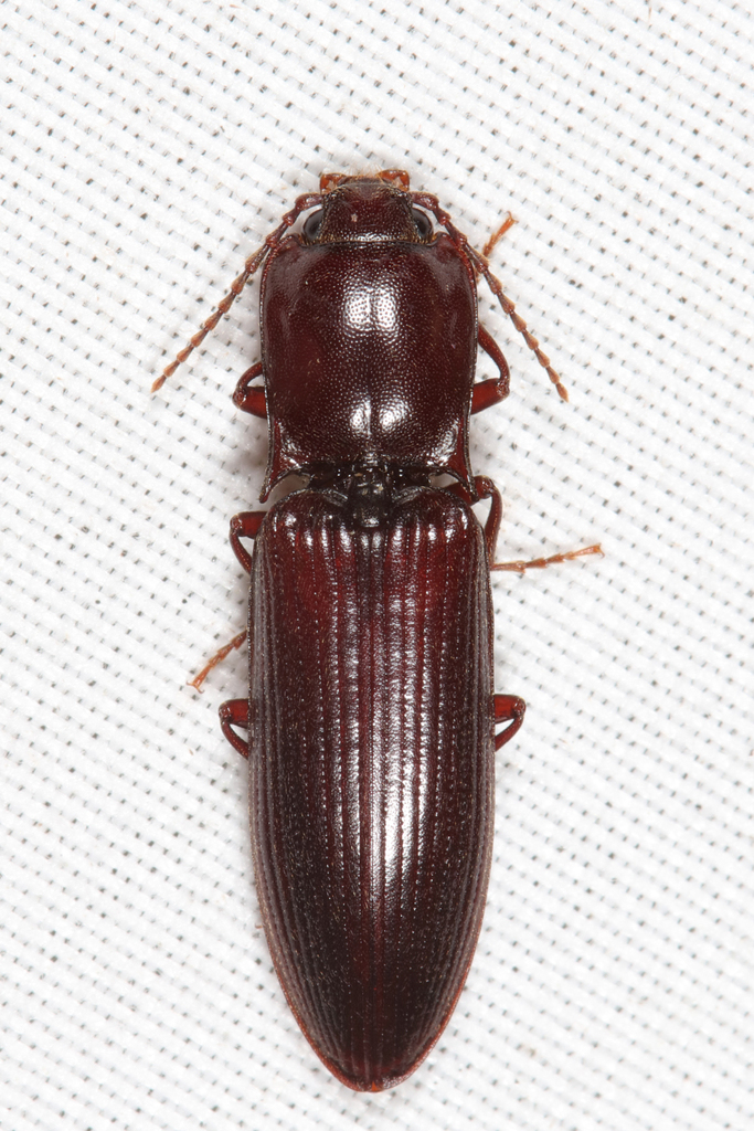 Laneganus sulcicollis