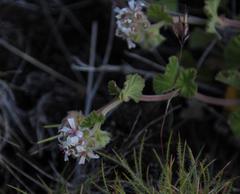 Pelargonium sessiliflorum