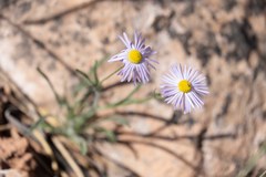 Erigeron utahensis