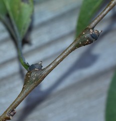 Pachypsylla celtidisgemma