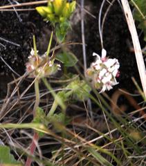 Pelargonium sessiliflorum