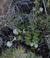 Pelargonium sessiliflorum