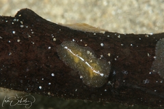 Coeloplanidae
