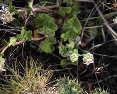 Pelargonium sessiliflorum