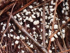 Oligonema verrucosum
