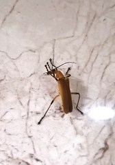 Chauliognathus cinguliventris