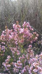 Erica dispar