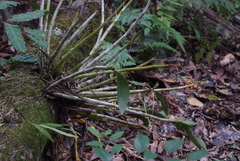Dendrocoryne