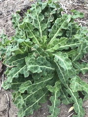 Sonchus megalocarpus