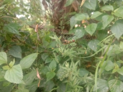 Nephila pilipes