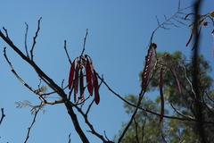 Leucaena esculenta